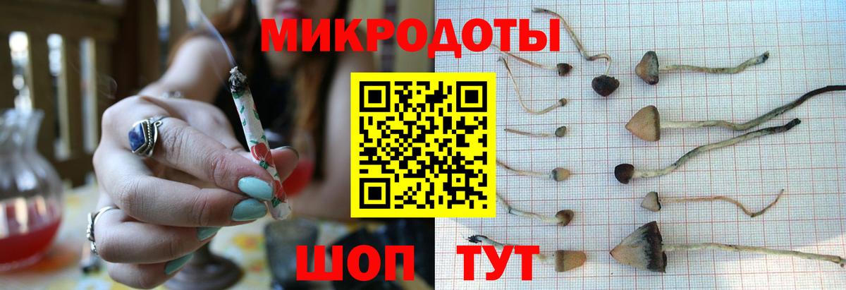 Псилоцибиновые грибы Psilocybe Михайловка